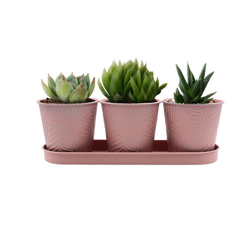 3pc Pastel Pink 0.6L Metal Planter Pots