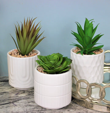 Set of 3 Artificial Faux Cactus in White Ceramic Planters