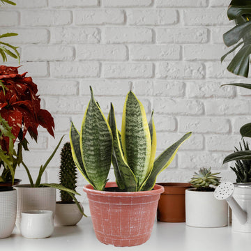 25cm Terracotta Barrel Planter With White Brush Effect