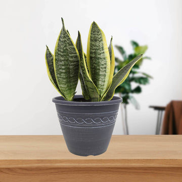 28cm Grey Infinity Round Planter With White Brush