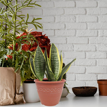 2Pcs 28cm Terracotta Infinity Round Planter With White Brush