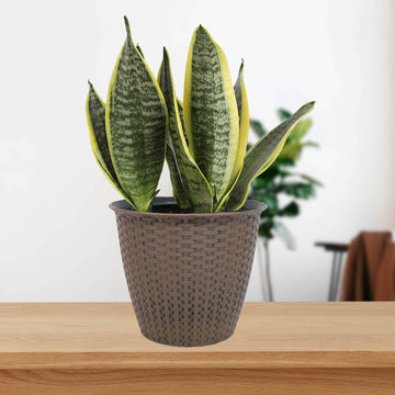 25cm Planter Rattan Interwoven Design