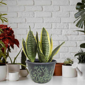3Pcs 25cm Black Serenity Planter With Green Wash Effect