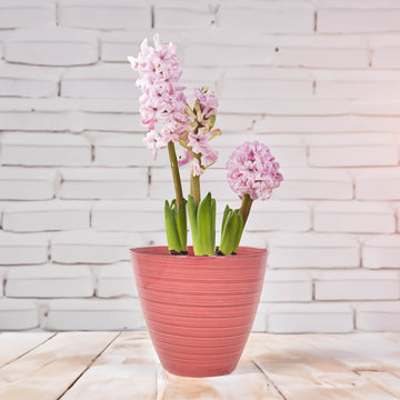 3Pcs 30cm Gloss Pink Round Plastic Savannah Pot Planters