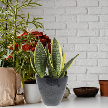 2Pcs 30cm Windswept Fusion Savannah Round Plastic Planter