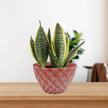 33cm Terracotta Round Plastic Diamond Planter With White Brush