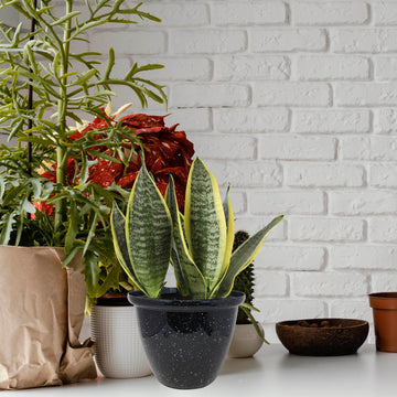 2Pcs 30cm Round Plastic Honey Pot Planter Black Gloss