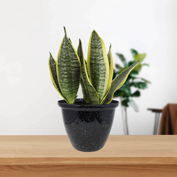 33cm Round Plastic Honey Pot Planter Black Gloss