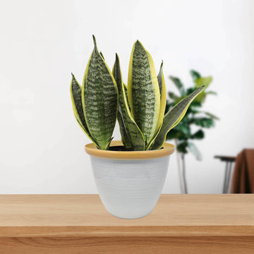 30cm Round Plastic Honey Pot Planter Beige Gloss