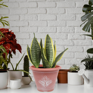 3Pcs 25cm Terracotta Fleur De Lys Round Planter With White Wash
