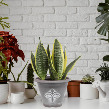 2Pcs 33cm Brown Fleur De Lys Round Planter With White Wash