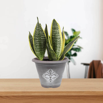 33cm Brown Fleur De Lys Round Planter With White Wash