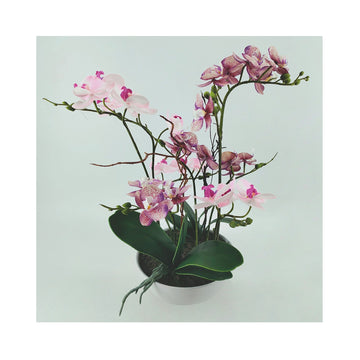 Pink Orchid Magic Touch  Flower in Gold Pot