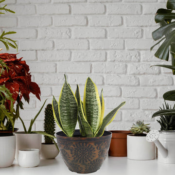 3Pcs 25cm Black Chengdu Pot Copper Brush Effect