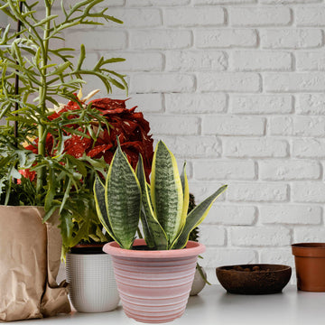 2Pcs 33cm Terracotta Olympia Stout Round Planter With White Wash