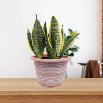 33cm Terracotta Olympia Stout Round Planter With White Wash