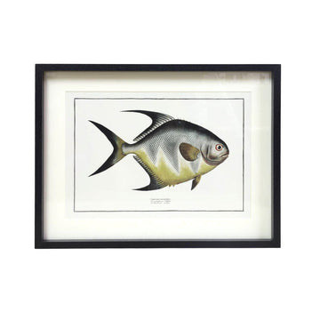 Framed One Fish Picture Wall Art