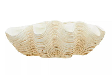 Gyron Large Polyresin Clam Shell Bowl