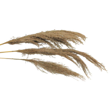 80cm Natural Pampas Grass
