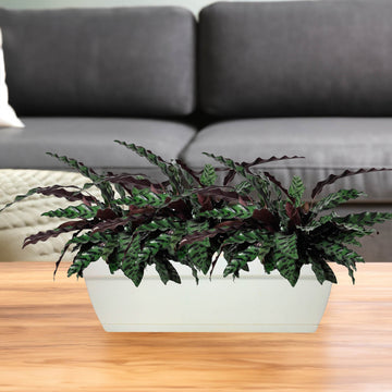3Pcs Florus 49cm White Plastic Trough Planters