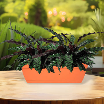 Florus 49cm Terracotta Plastic Trough Planter