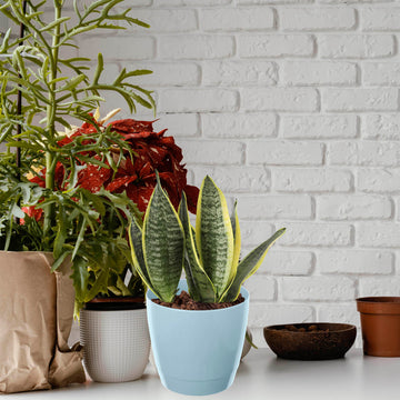 20cm Round Indoor Pot Plastic Planter