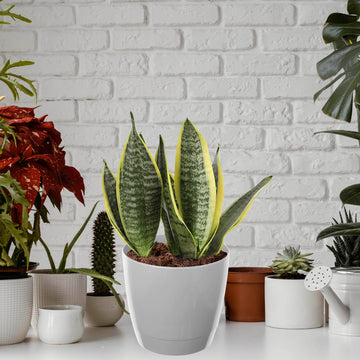 20cm Round Indoor Pot Plastic Planter