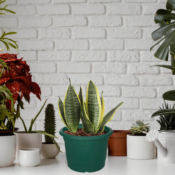6Pcs 35cm Green Round Milano Planter