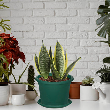 34cm Milano Round Plant Pot  Saucer - Green