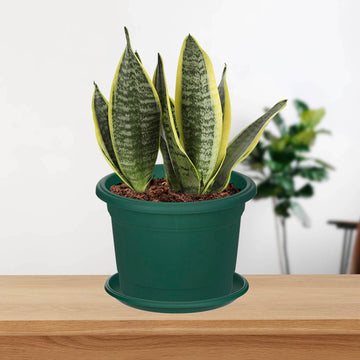 4Pcs 30cm Round Green Planter & Drip