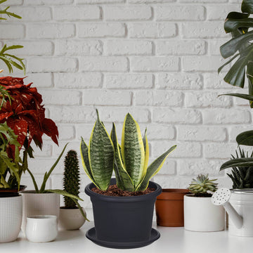 4Pcs 30cm Round Gunmetal Milano Planter Saucer