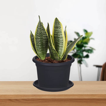 4Pcs 30cm Round Black Planter & Drip