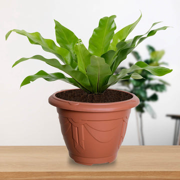 24cm Round Venetian Planter Terracotta Saucer Set