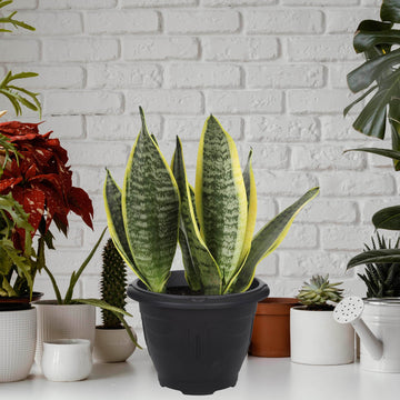 33cm Plastic Planter Round Venetian Black