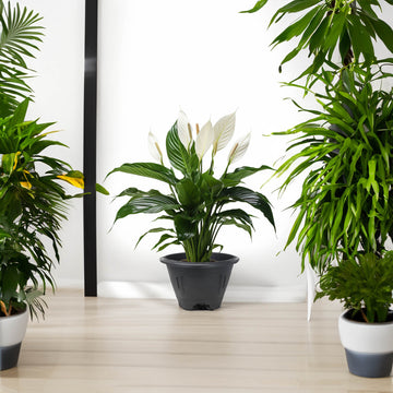 34cm Black Venetian Round Planter With Legs