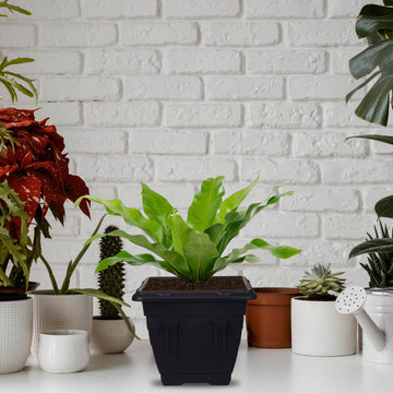 30cm Plastic Planter Square Venetian Black Garden Basket