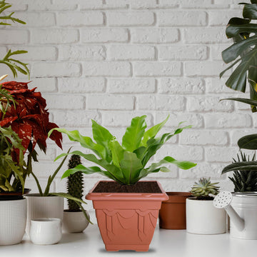 3Pcs 22cm Plastic Planter Square Brown Garden Basket