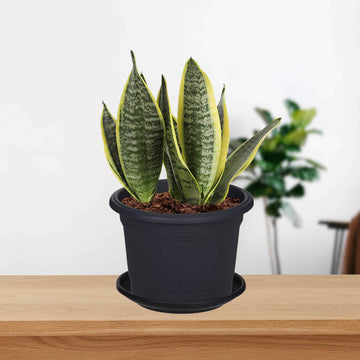 2Pcs 27cm Black Planter Saucer