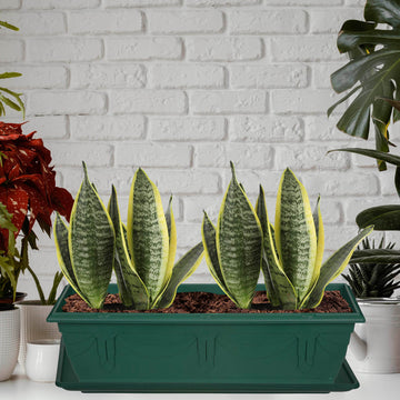 60cm Green Venetian Plastic Window Box Planter & Drip Saucer