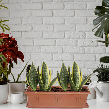 5pcs 57cm Planter Saucer Tray