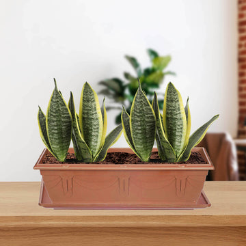 37cm Terracotta Venetian Planter Saucer Tray