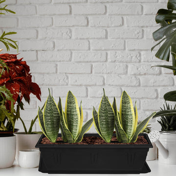 2pcs 57cm Planter Saucer Black Tray