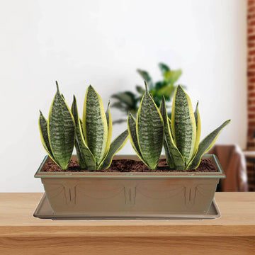 6pcs 37cm Taupe Venetian Planter Saucer Drip Tray