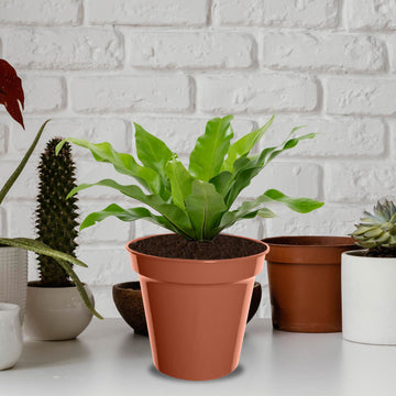 3Pcs 32cm Round Terracotta Plastic Planter