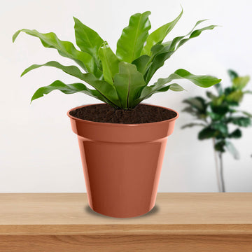 2-pc 17cm Garden Terracotta Round Planter