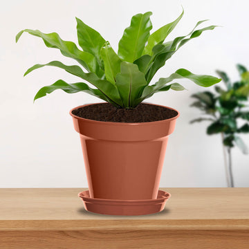 Set of 20cm 4L Brown Plastic Planter Pot & 19cm Round Saucer