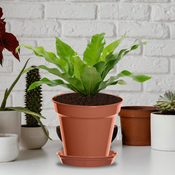 Terracotta Planter Saucer Tray for 17.5-20cm Flower Pot