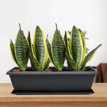 60cm Black Athens Plastic Window Box Planter & Drip Saucer