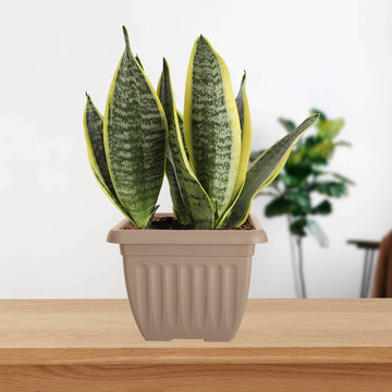 6Pcs 40cm Square Planter Athens Taupe Traditional Garden Pot