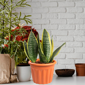 Vista 40cm Round Planter Terracotta